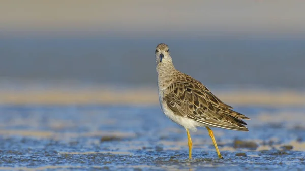 Ruff juvenil na água — Fotografia de Stock