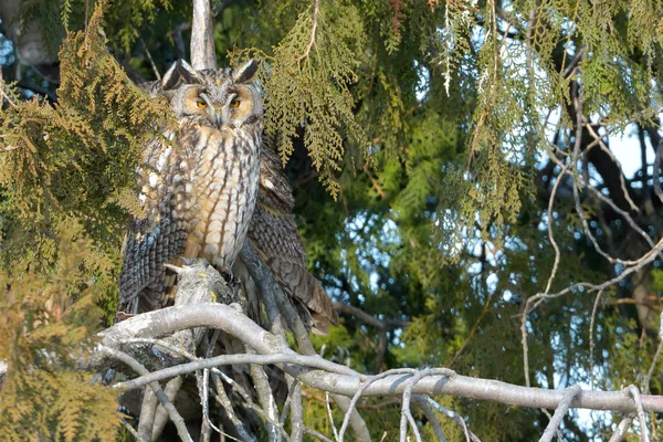 Hosszú füles owl — Stock Fotó