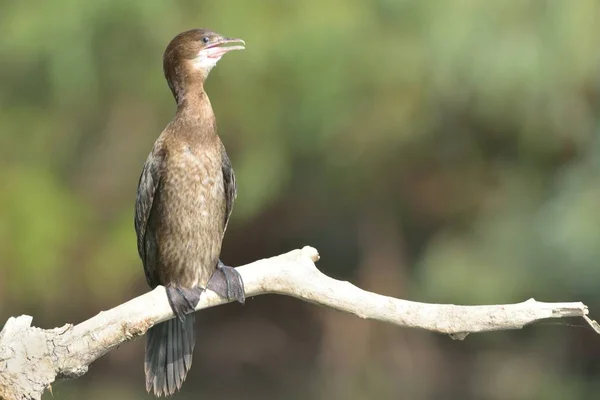 Cormorán pigmeo en una rama — Foto de Stock