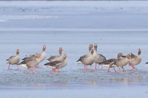 Greylag Geese in winter — Stock Photo, Image