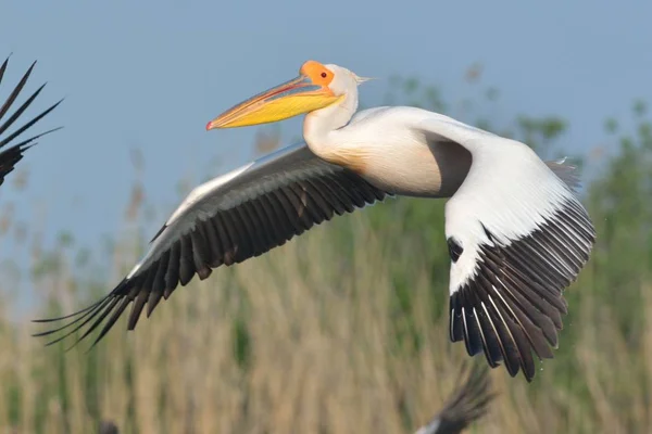 Λευκός Πελεκάνος (Pelecanus onocrotalus) κατά την πτήση — Φωτογραφία Αρχείου