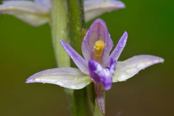 Epipactis helleborine, the broad-leaved helleborine Flower — Stock Photo, Image