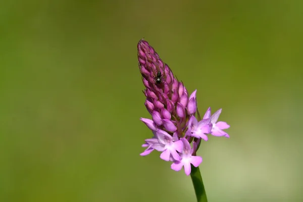 Orquídea mariposa menor (Platanthera bifolia), flor silvestre — Foto de Stock