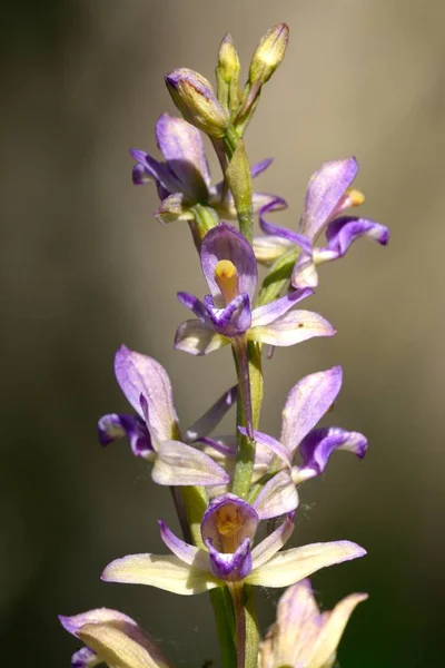Epipactis helleborine, the broad-leaved helleborine Flower — Stock Photo, Image