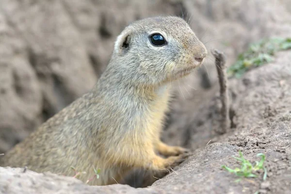 European Ground Squirrel in Springtime — Stock Photo, Image