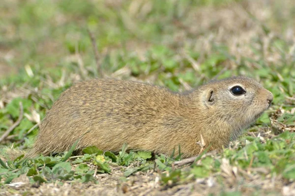 European Ground Squirrel in Springtime — Stock Photo, Image