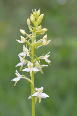 Daha az kelebek orkide (Platanthera bifolia), kır çiçeği