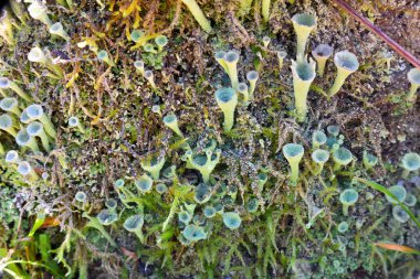 Trompet liken (Cladonia fimbriata), sağlıklı bir orman kanıtı
