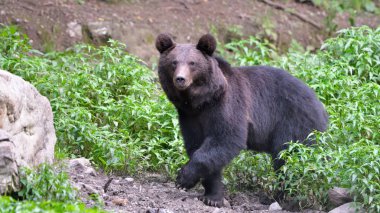 Yabani boz ayı Karpat Dağları