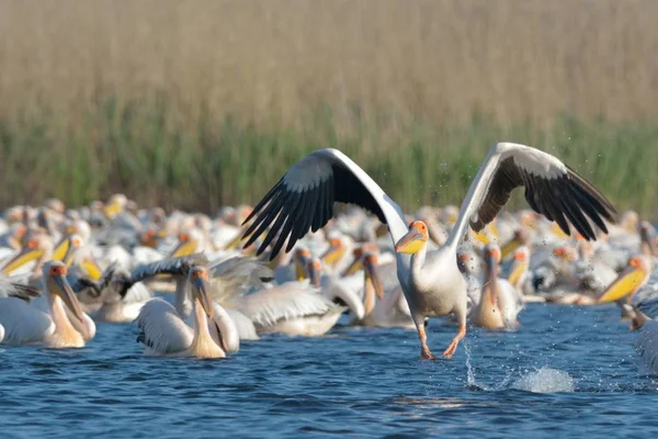 Beyaz Pelikan kalktıktan flock üzerinden — Stok fotoğraf