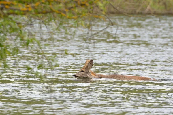 獐鹿游泳 — 图库照片