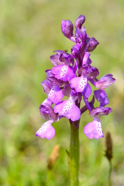 Orquídea púrpura de los humedales (Anacamptis palustris) en primavera — Foto de Stock