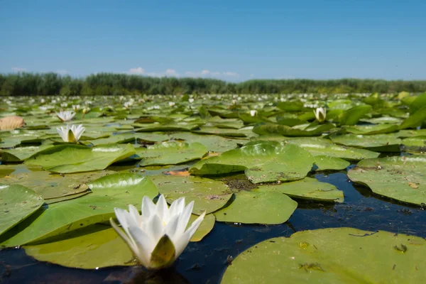 Paisaje acuático en verano, con flores y hojas — Foto de Stock