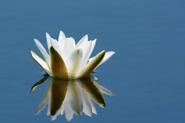 Beyaz nilüfer çiçek (Nymphaea alba), tam çiçeklenme durumu — Stok fotoğraf