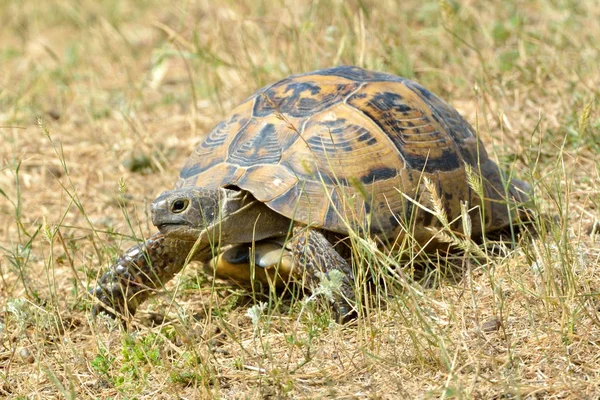 Spornschildkröte (testudo graeca) auf dem Boden — Stockfoto
