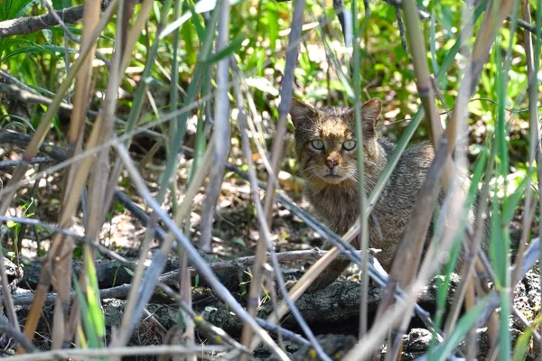 Wild Cat camouflated in Reed in Danube Delta — Stock Photo, Image