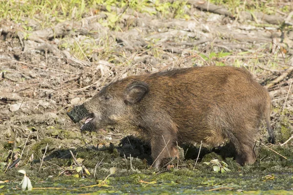 Wildschweinjunge auf Nahrungssuche am Ufer — Stockfoto