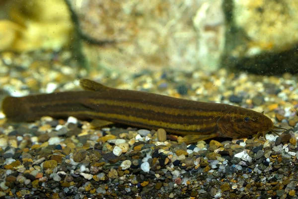 European Weatherfish or Weather Loach (Misgurnus follilis) — Stock Photo, Image