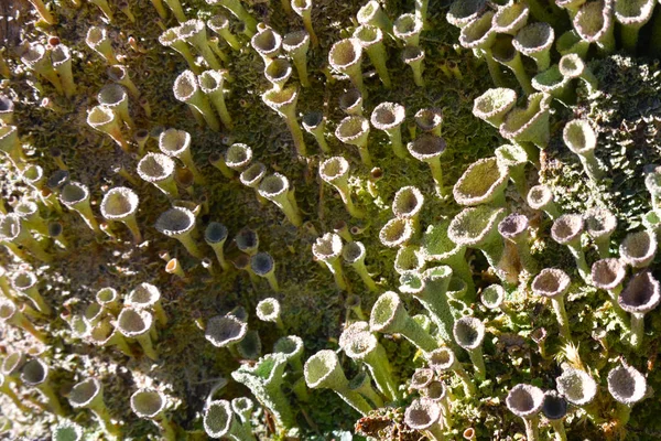 Trompet korstmossen (Cladonia fimbriata), het bewijs van een gezonde bos — Stockfoto