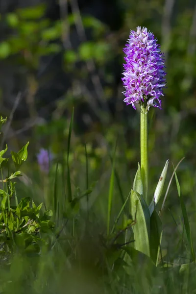 Monkey Orchid (Orchis simia), wild flowers from Dobruja
