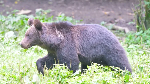 Urso castanho selvagem das montanhas dos Cárpatos — Fotografia de Stock