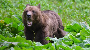 Yabani boz ayı Karpat Dağları
