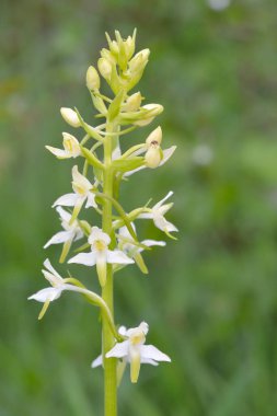 Daha az kelebek orkide (Platanthera bifolia), kır çiçeği