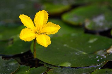 Sarı kalp (Nymphoides peltatum) yüzen çiçek su