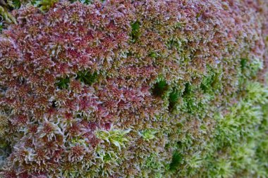 Çok ilginç tasarımı ile vahşi Moss desen