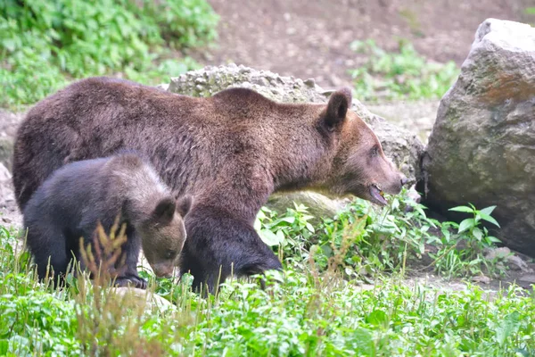 Άγρια αρκούδα μητέρα με μικρό Cub — Φωτογραφία Αρχείου