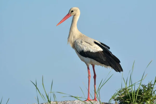 Weißstorch steht — Stockfoto