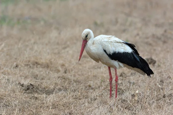 Cigüeña blanca en el campo —  Fotos de Stock