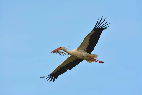 White Stork in Flight — Stock Photo, Image