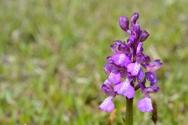 Orquídea púrpura de los humedales (Anacamptis palustris) en primavera — Foto de Stock