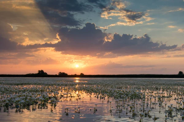 Su beyaz karga ayağı (tipik fluitans) günbatımı manzara