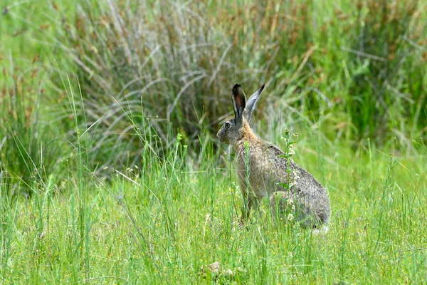 Hare on Green Grass at Letea Forest — Stock Photo, Image