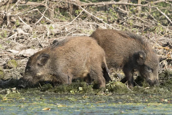 Wild Boar Cubs mencari makanan di pantai air — Stok Foto