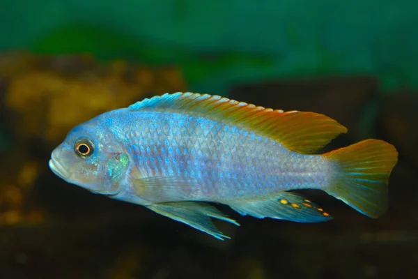 Mély víz Hap (Placidochromis electra) akváriumi halak — Stock Fotó