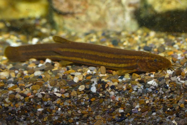 European Weatherfish or Weather Loach (Misgurnus follilis) — Stock Photo, Image