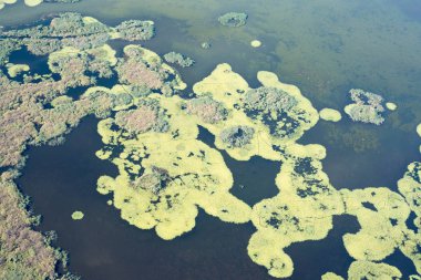Benzersiz doğaya Danube Delta havadan görünümü