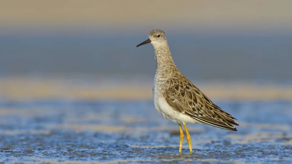 Ruff juvenil na água — Fotografia de Stock