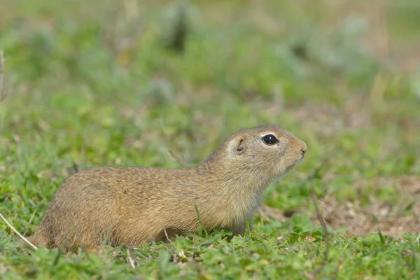 Ardilla terrestre europea o Souslik en el prado — Foto de Stock