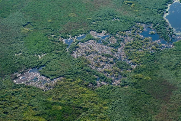 Beyaz Pelikan koloni üzerinde hava havadan görünümü — Stok fotoğraf