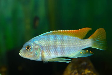 Derin su Hap (Placidochromis electra) akvaryum balık
