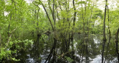 Letea zaman sel üzerinde orman