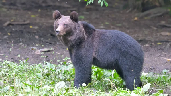 喀尔巴阡山的野棕熊 — 图库照片