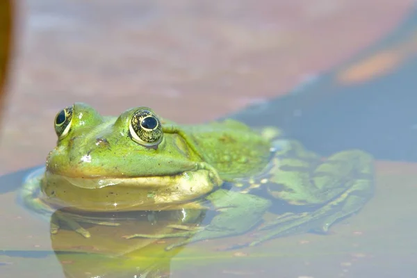 Eetbare frog op water — Stockfoto
