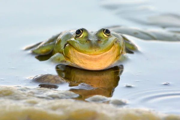 食用カエルと水 — ストック写真