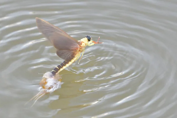 Mayfly cauda longa na superfície da água — Fotografia de Stock