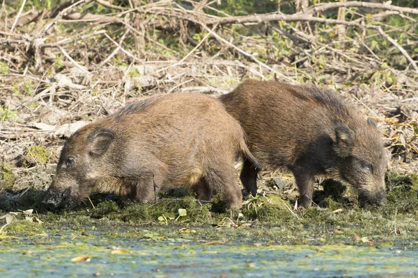 Wild zwijn Cubs zoeken voedsel op de oever van het water — Stockfoto